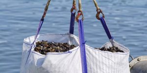 Çin'den Japonya'ya ithalat şoku! Su ürünleri yasağı