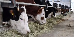 Büyükbaş ve küçükbaş hayvan sayılarında artış