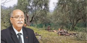 Zeytin ağacı krizi belediyeye sıçradı! Fatura damada kesildi