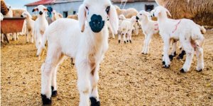Devletten küçükbaş yetiştiriciliğine güçlü teşvik