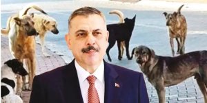 İçişleri Bakanı Çiftçi açıkladı! 61 ilde sokak köpekleri toplandı