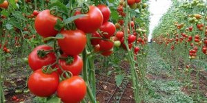 Rusya'dan 4 şirkete daha domates ithalatı izni