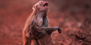 Anne maymun yavrusu için gözyaşı döktü! O anlar kaydedildi