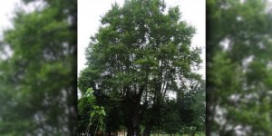 900 yaşındaki çınar "anıt ağaç" olarak tescillendi!