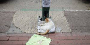 Bursa'da kedi dilendirdiler
