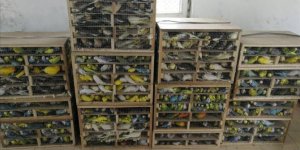 Yurt dışından kaçak getirilen yüzlerce kuş yakalandı