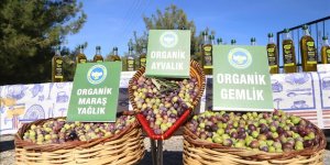 Kahramanmaraş'ta organik zeytin hasadı başladı