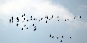 Kuş Cenneti'ndeki kuraklık göç yolundaki kuşları olumsuz etkiledi!