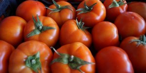 Rusya'dan 2 şirkete daha domates ithalatı izni