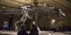 Dünyanın en büyük ve en yaşlı T-rex fosili keşfedildi