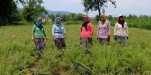 Köylü kadın girişimcilerin hasat heyecanı