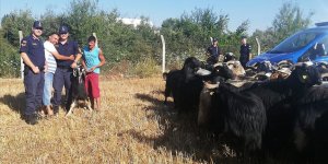 Jandarma kaybolan keçileri drone ile buldu