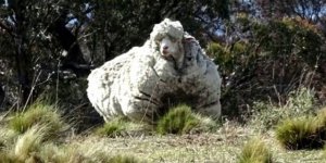 40 Kiloluk Yünüyle Nam Salan Avustralyalı Merinos Koyunu Chris Öldü