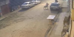 Sokak köpeklerinin saldırısından park halindeki aracın üzerine çıkarak kurtuldu