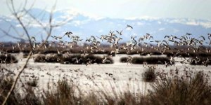 Kızılırmak Deltası 'Kesin korunacak hassas alan' ilan edilecek