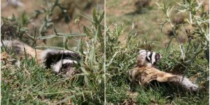 Aksaray'da nesli tükenme tehlikesi altındaki alacasansar görüldü