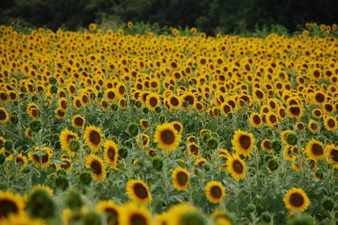 field-of-sunflowers-166262_960_720.jpg