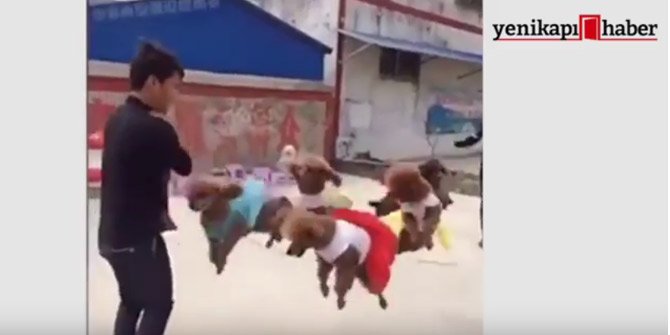 İp atlayan köpekler